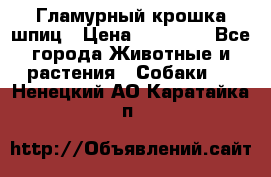 Гламурный крошка шпиц › Цена ­ 30 000 - Все города Животные и растения » Собаки   . Ненецкий АО,Каратайка п.